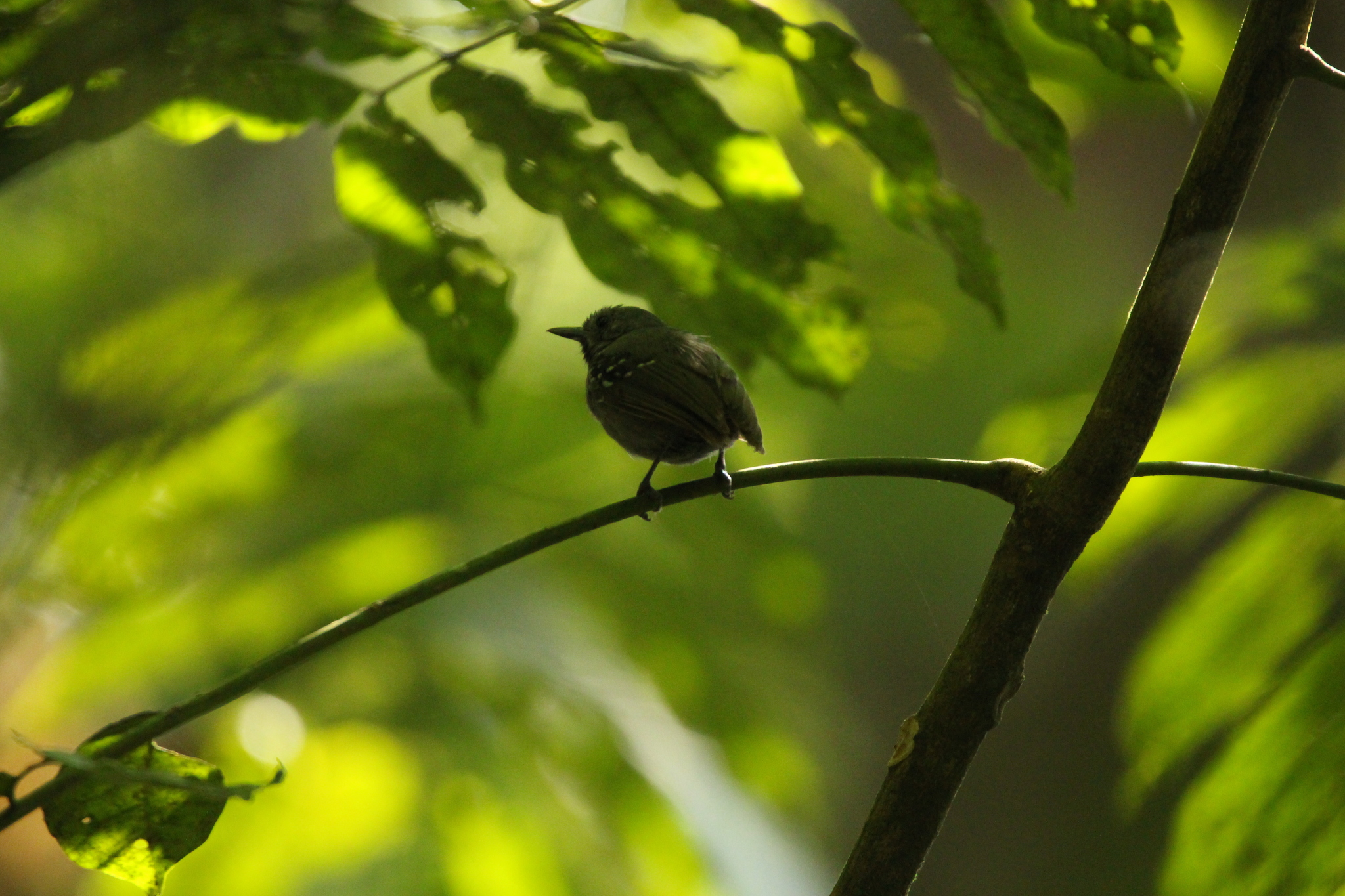 Salvadori's Antwren (Myrmotherula minor), photo 8