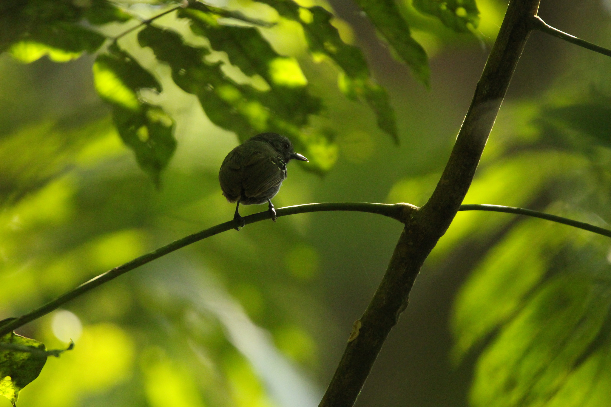 Salvadori's Antwren (Myrmotherula minor), photo 9