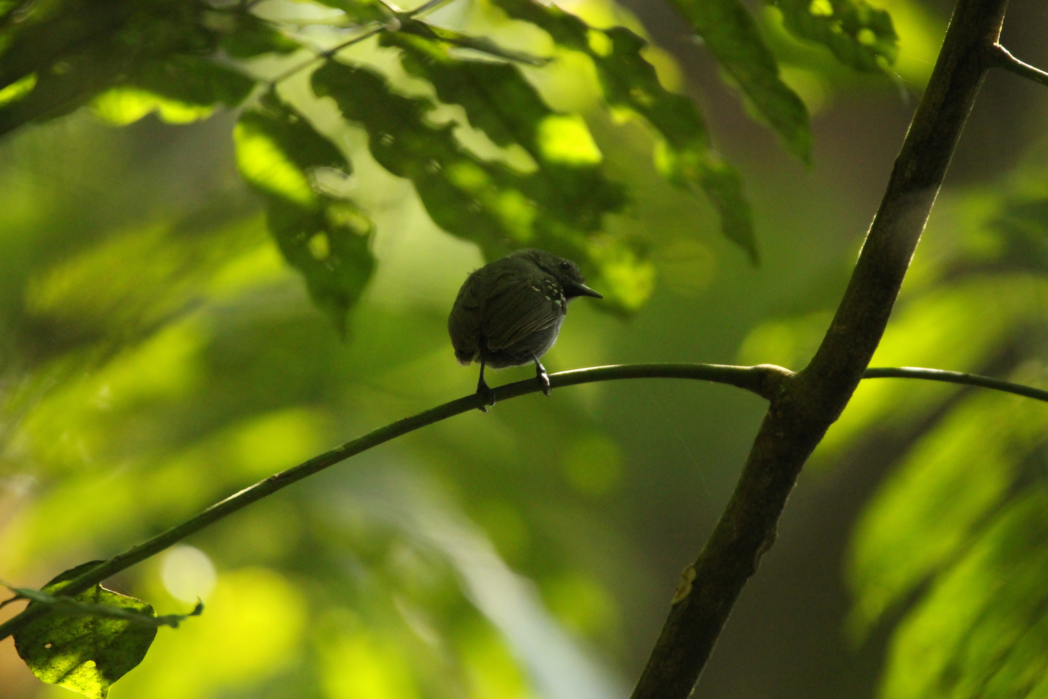Salvadori's Antwren (Myrmotherula minor), photo 10