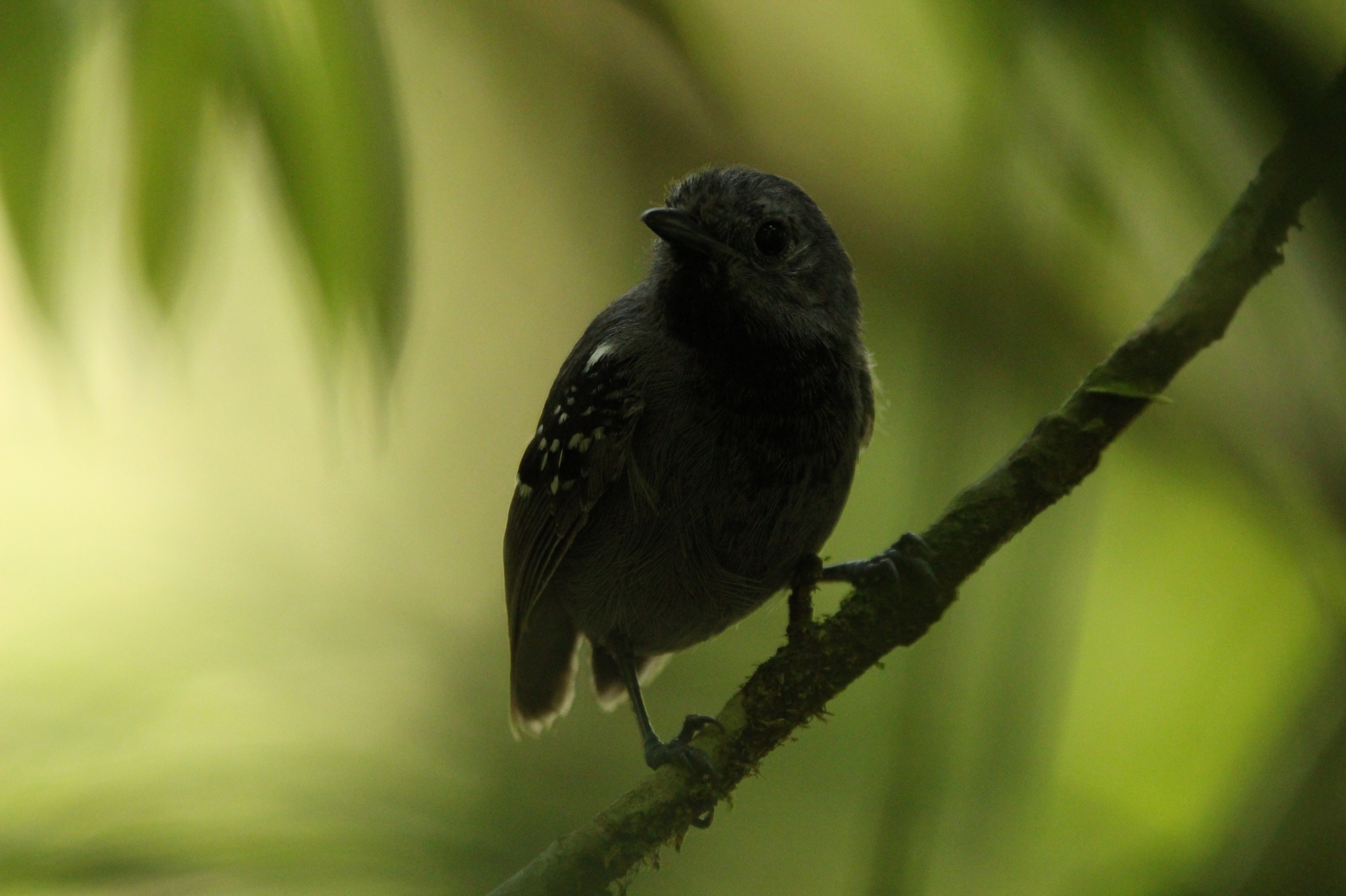 Salvadori's Antwren (Myrmotherula minor), photo 3