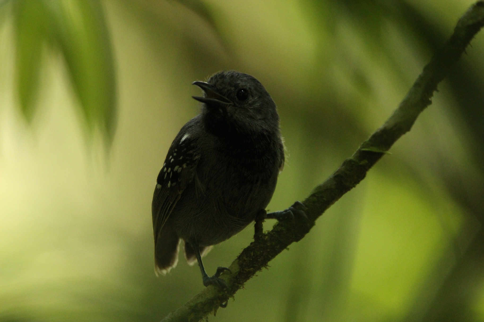 Salvadori's Antwren (Myrmotherula minor), photo 2