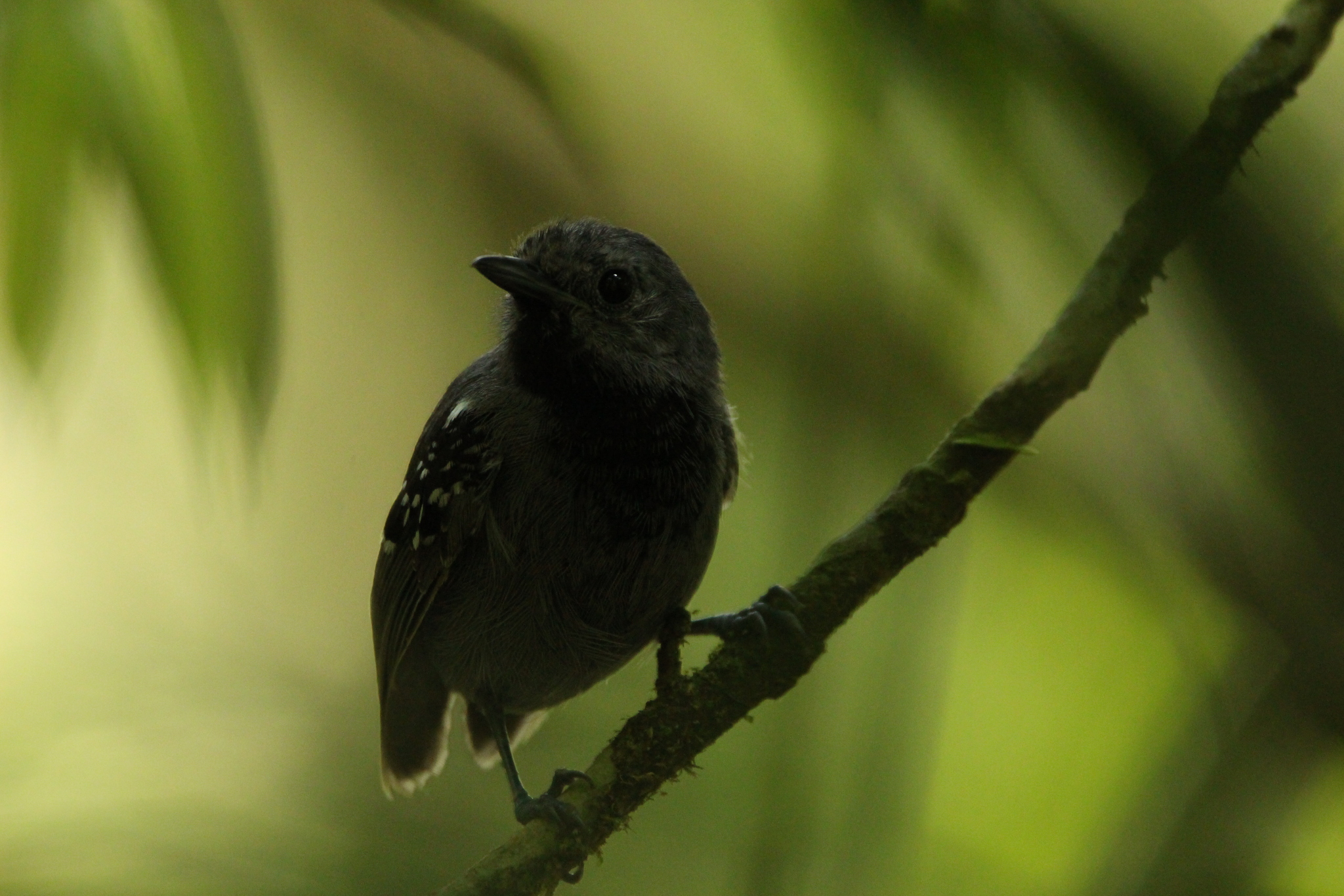 Salvadori's Antwren (Myrmotherula minor), photo 5