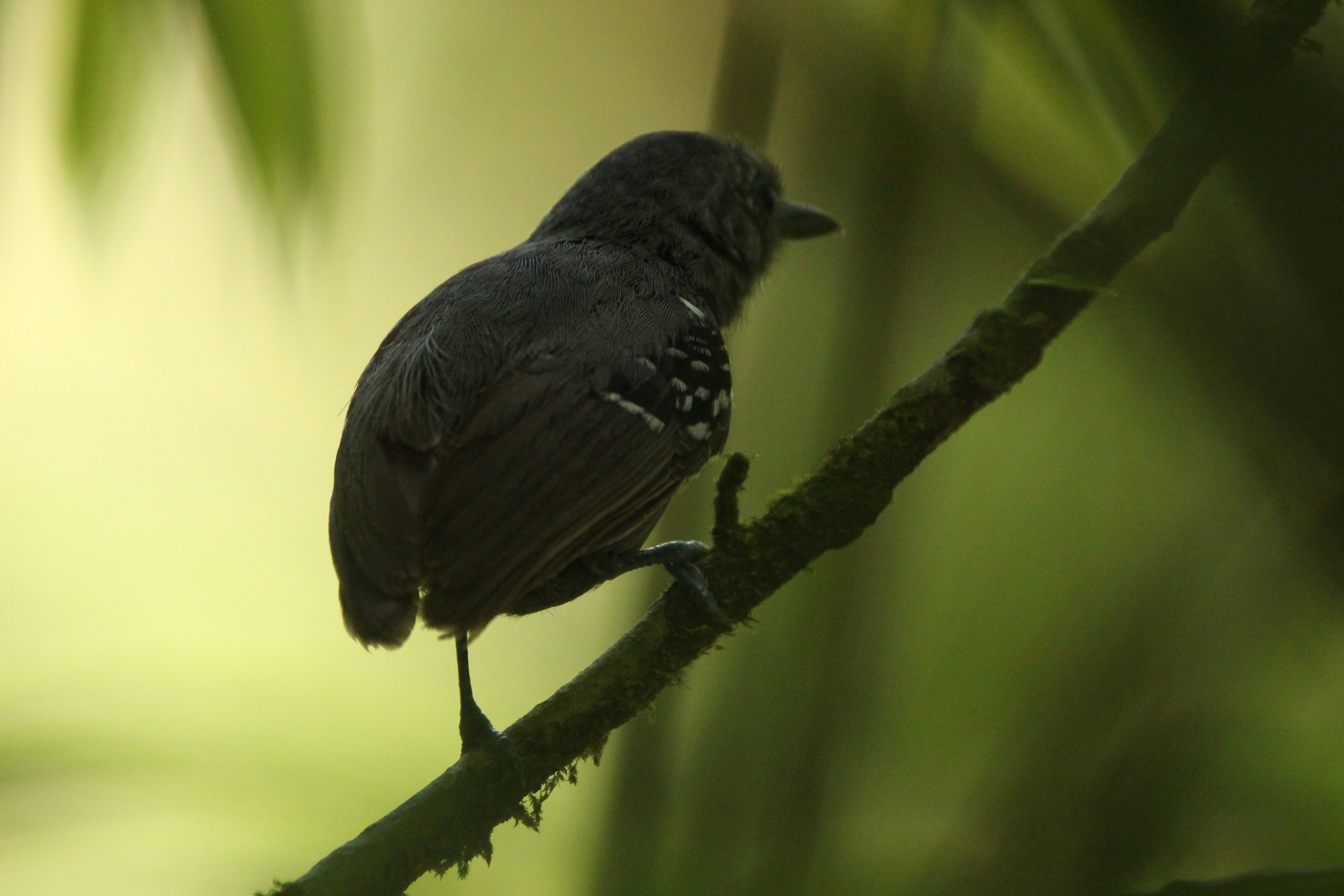 Salvadori's Antwren (Myrmotherula minor), photo 6
