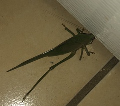 Philophyllia guttulata