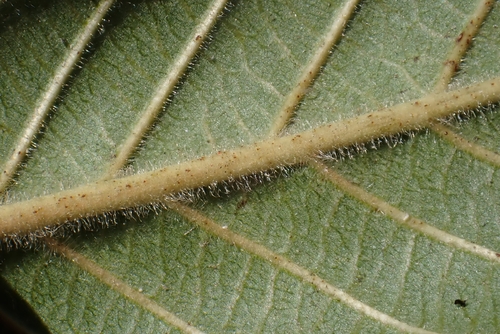 Frangula californica