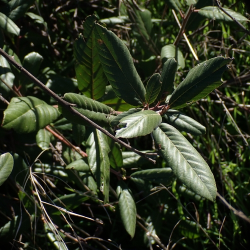 Frangula californica