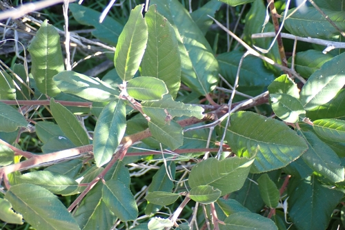 Frangula californica