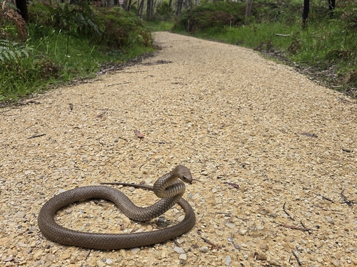 Eastern Brown Snake sighting