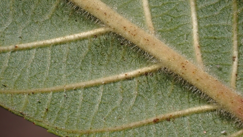 Frangula californica