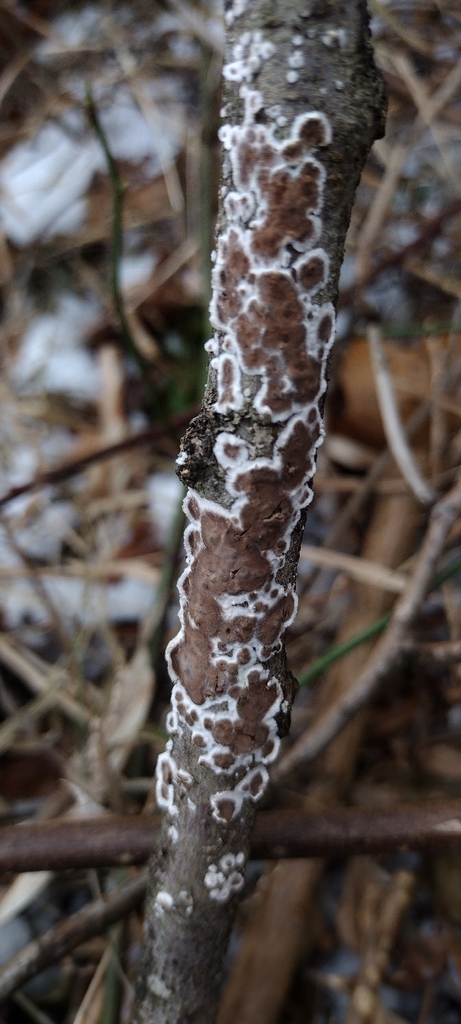 Peniophora albobadia · December 2025 · photo: © swords (iNaturalist, cc0)