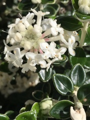 Pimelea nivea