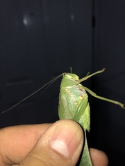 Philophyllia guttulata