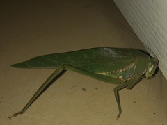 Philophyllia guttulata