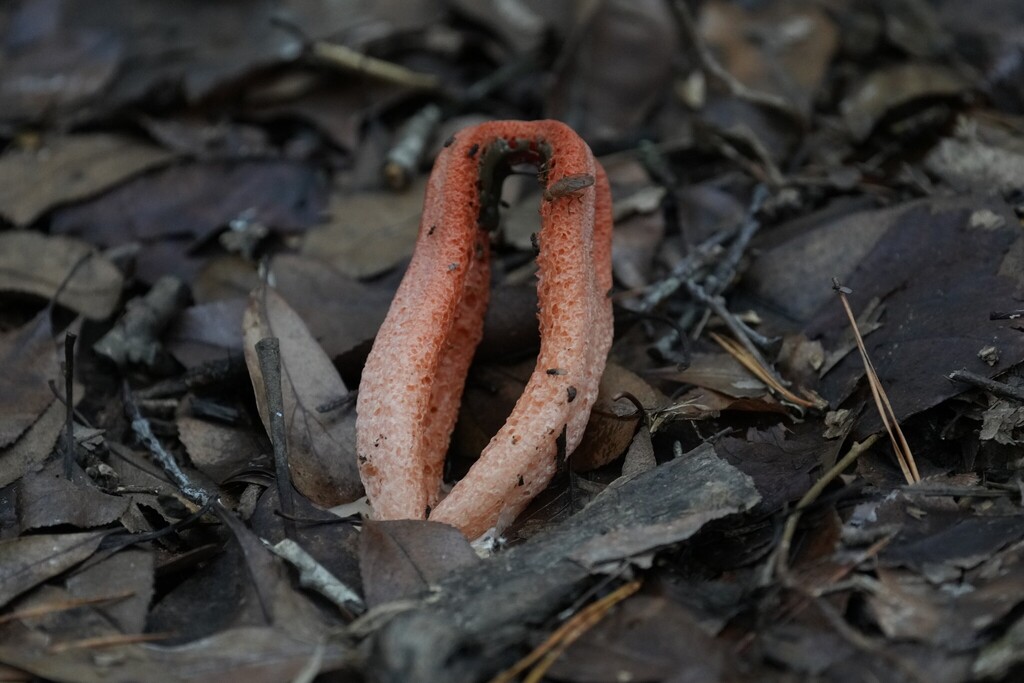 Clathrus columnatus · December 2025 · photo: © brandonjjohnson (iNaturalist, cc-by)
