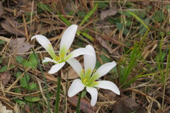 Zephyranthes candida