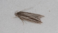 Leistarcha scitissimella