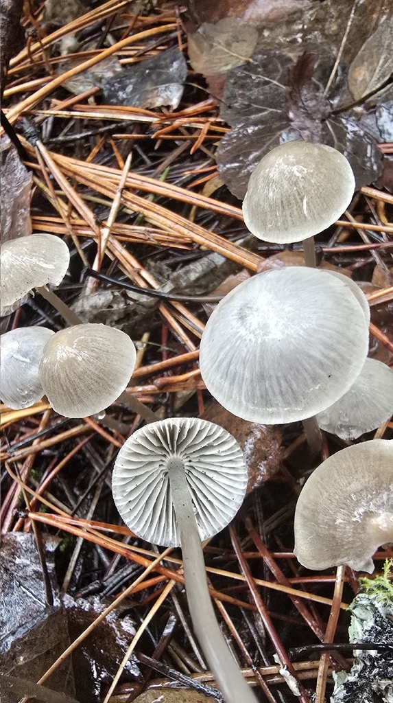 Mycena sp. 'IN22'