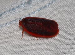 Achilus flammeus