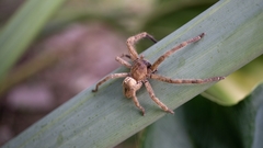 Polybetes rapidus