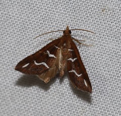 Chaetolopha niphosticha