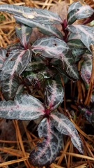 Chimaphila