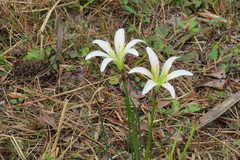 Zephyranthes candida