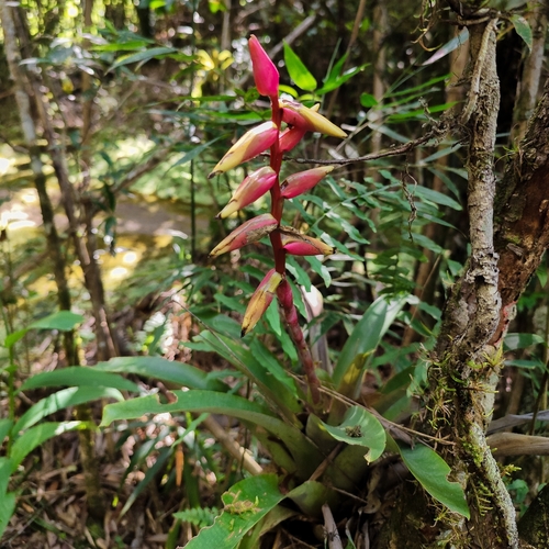 Vriesea platynema, photograph 5