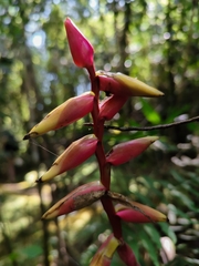 Vriesea platynema, photograph (c) Jhonatan Matheus, some rights reserved (CC BY)
