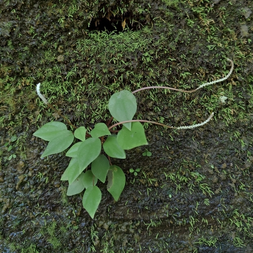 Peperomia arifolia