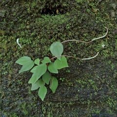 Peperomia arifolia