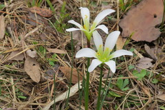 Zephyranthes candida