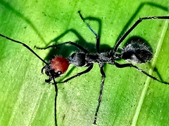 Camponotus singularis