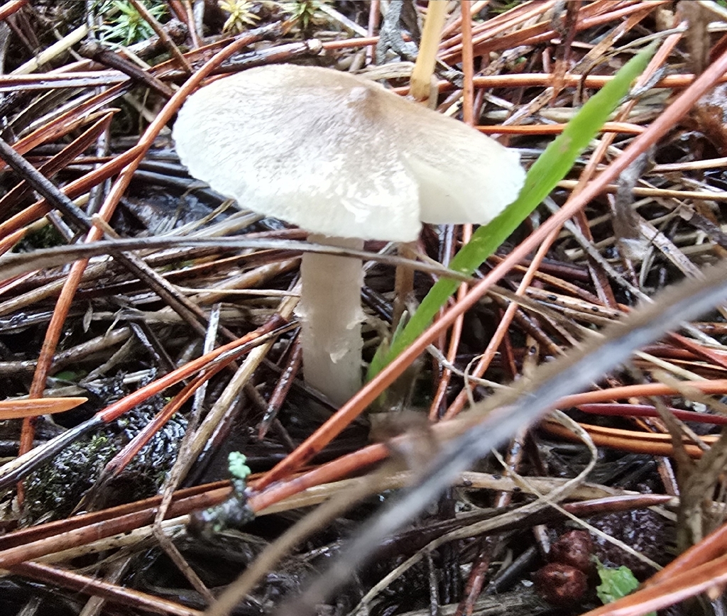 Tricholoma sp. 'terreum-IN01' · December 2025 · photo: © leannestacy (iNaturalist, cc0)
