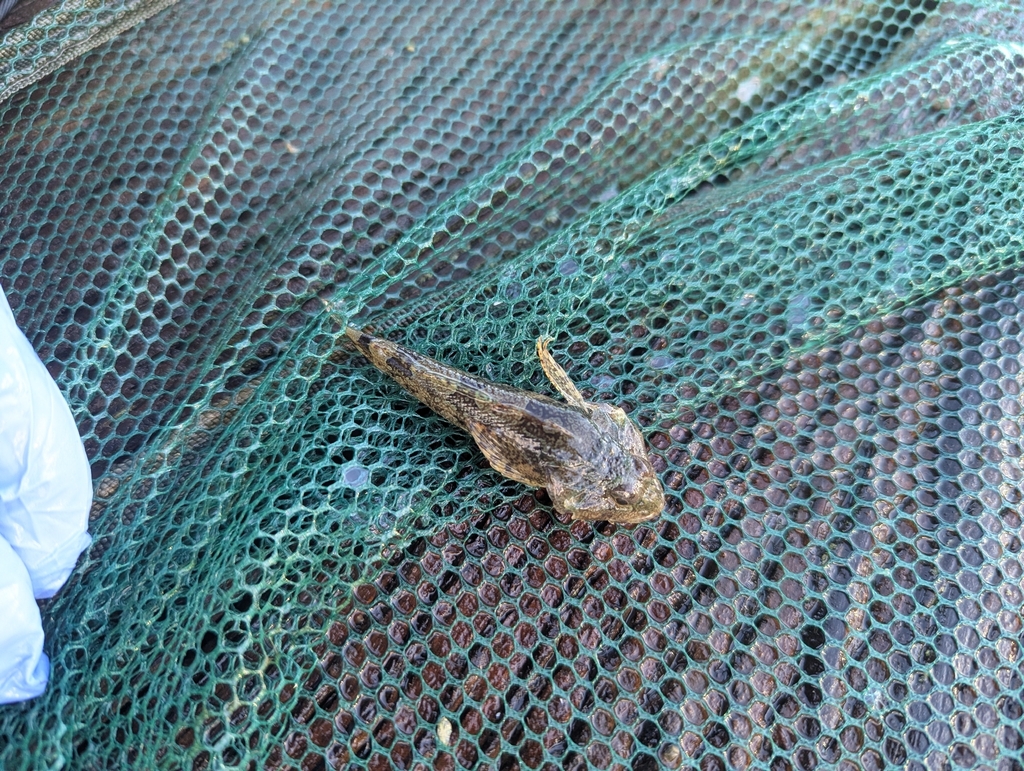 padded sculpin