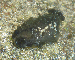 Dendrodoris nigra