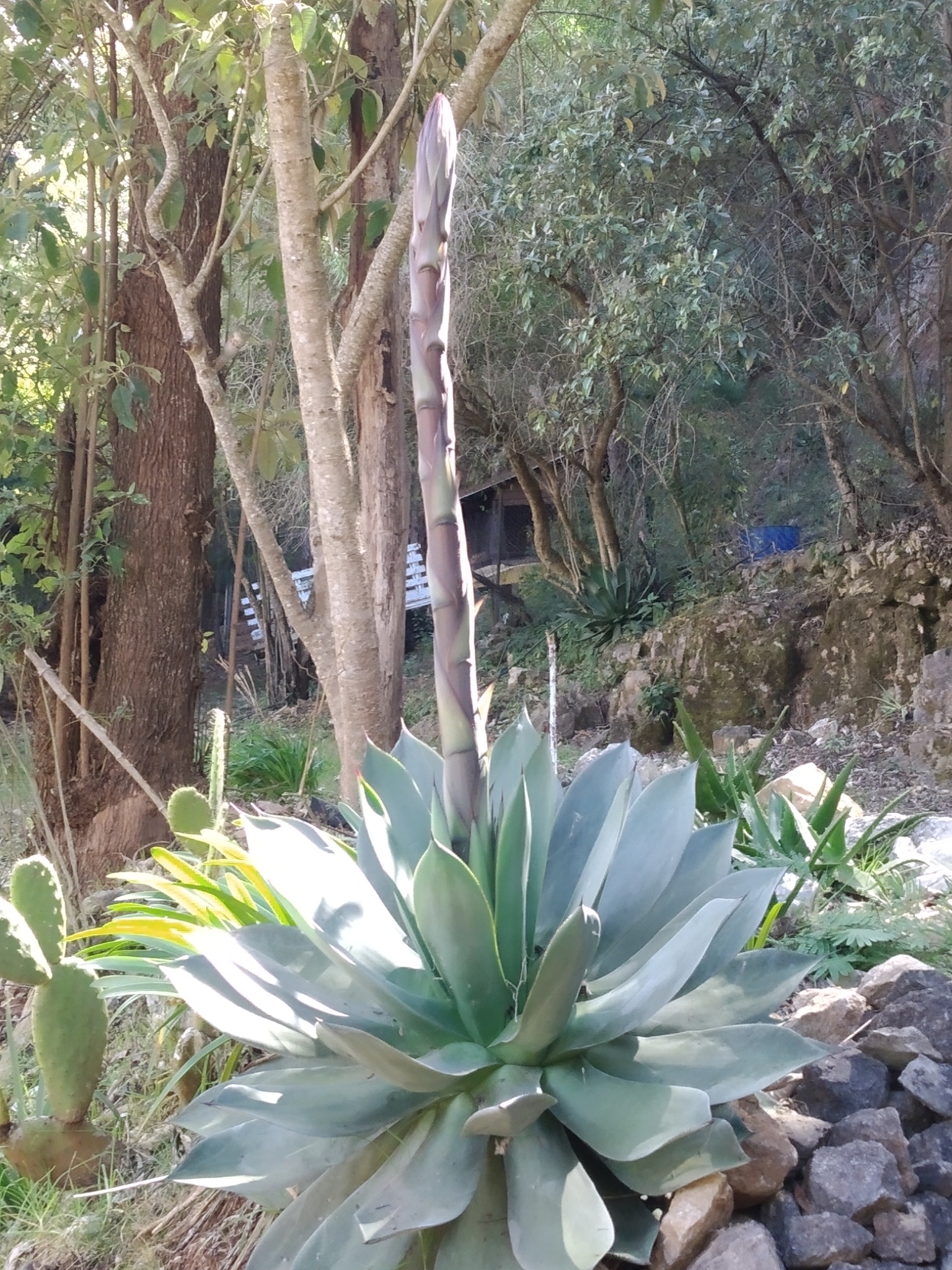 Agave chrysoglossa I.M.Johnst. 5