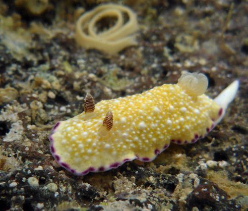 Goniobranchus albopustulosus (Pease, 1860)