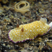 Purple-edged Nudibranch - Photo (c) Robin Gwen Agarwal, some rights reserved (CC BY-NC), uploaded by Robin Gwen Agarwal
