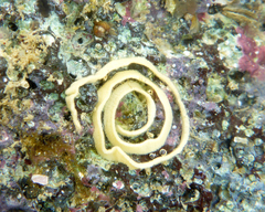 Goniobranchus albopustulosus