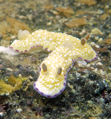 Goniobranchus albopustulosus