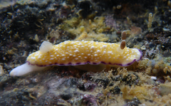 Goniobranchus albopustulosus