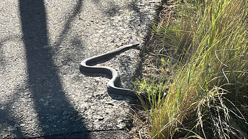 Red-bellied Black Snake sighting