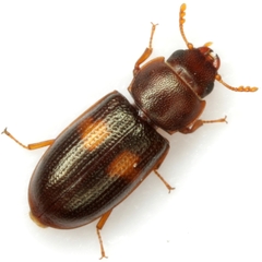 Tenebroides bimaculatus