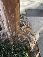 Lagerstroemia indica