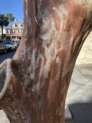 Lagerstroemia indica