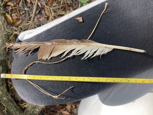 Plume de Ibis blanc