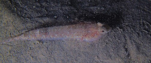 Risso's pitvis (Callionymus risso) — Callionymidae — 3