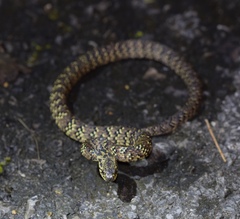 Pareas margaritophorus