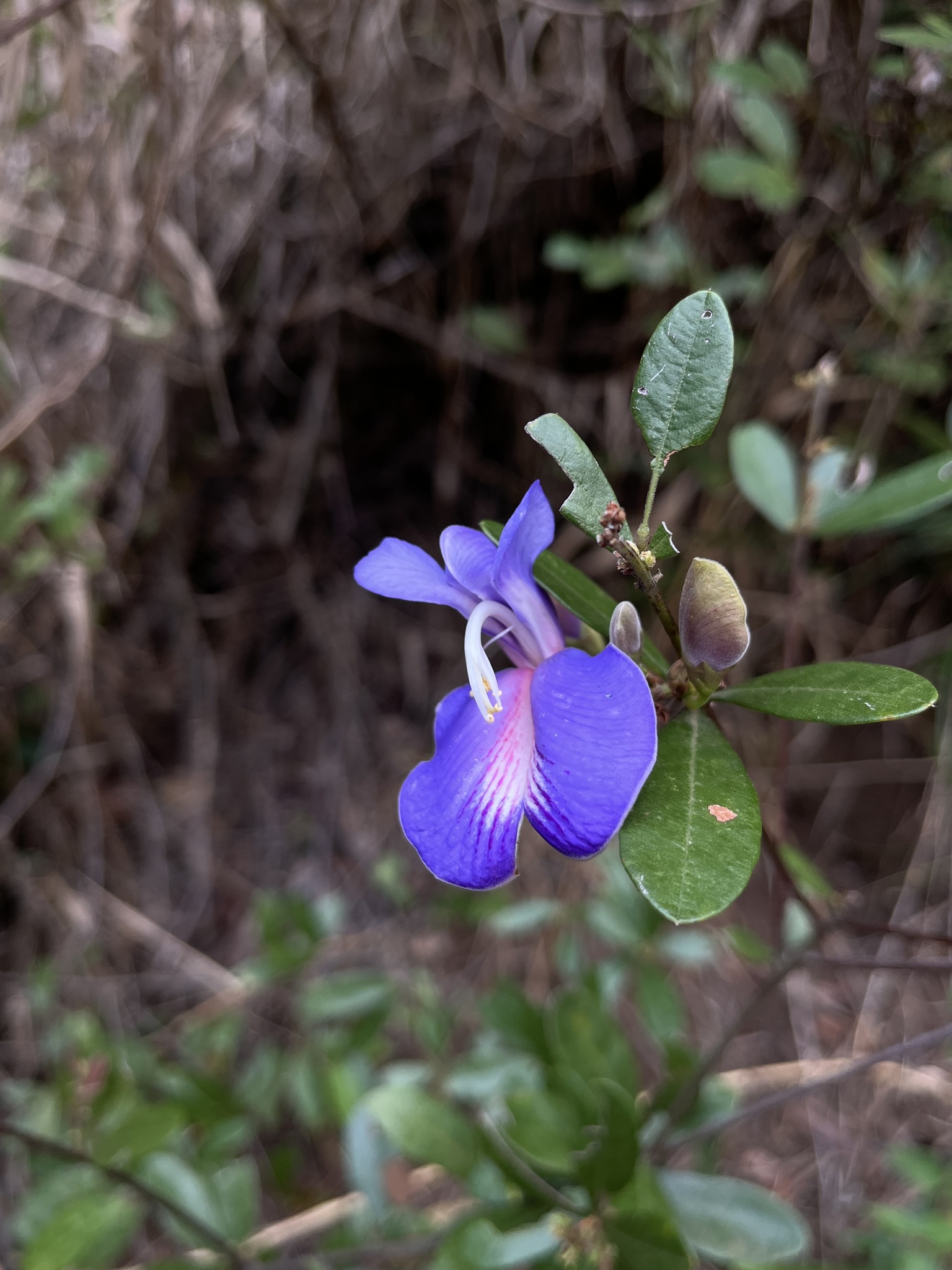 Periandra mediterranea