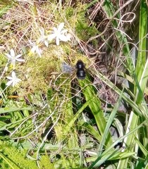 Bombus pauloensis
